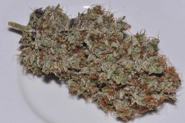 Bangi Haze - 5-pack - Regular - ACE Seeds 9 Bangi Haze - 5-pack - Regular - ACE Seeds - Afbeelding 7