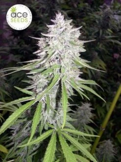 Bangi Haze - 5-pack - Feminised - ACE Seeds -Uitgelichte Plantenzaadwinkel bangihaze2 1