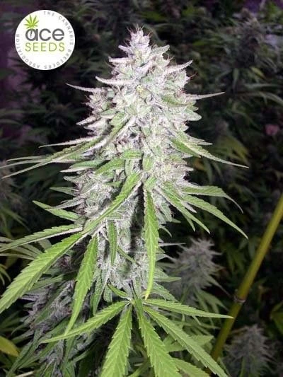 Bangi Haze - 5-pack - Regular - ACE Seeds 4 Bangi Haze - 5-pack - Regular - ACE Seeds - Afbeelding 2