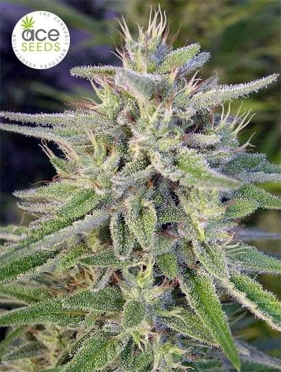 Bangi Haze - 5-pack - Regular - ACE Seeds 5 Bangi Haze - 5-pack - Regular - ACE Seeds - Afbeelding 3
