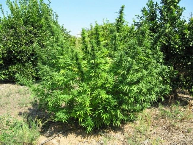 Bangi Haze - 5-pack - Regular - ACE Seeds 6 Bangi Haze - 5-pack - Regular - ACE Seeds - Afbeelding 4