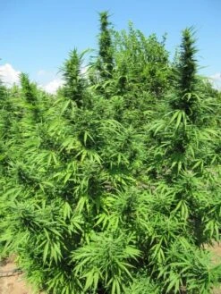 Bangi Haze - 5-pack - Regular - ACE Seeds 13 Bangi Haze - 5-pack - Regular - ACE Seeds -Uitgelichte Plantenzaadwinkel bangihaze6 3