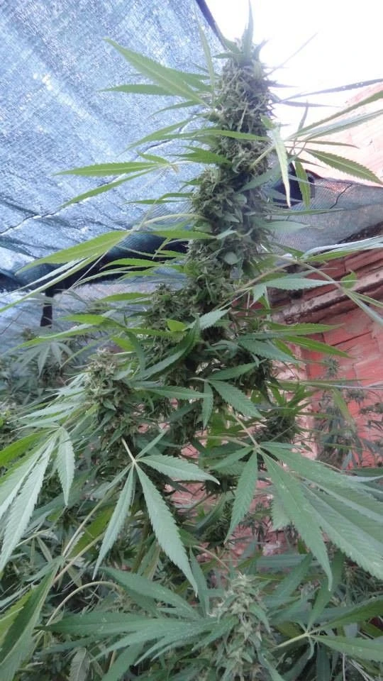 Bangi Haze - 5-pack - Regular - ACE Seeds 8 Bangi Haze - 5-pack - Regular - ACE Seeds - Afbeelding 6