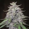 Bangi Haze - 5-pack - Regular - ACE Seeds