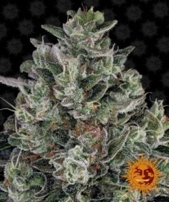 Glookies - 5PACK - Feminised - Barney's Farm