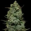 Cookies Kush - Feminised - Barney's Farm -Uitgelichte Plantenzaadwinkel barneys cookies kush