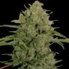 Triple Cheese - Feminised - Barney's Farm -Uitgelichte Plantenzaadwinkel barneys triple cheese
