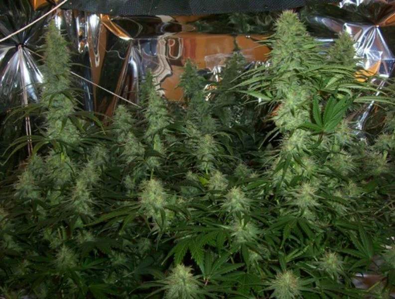 BC Mango - 12PACK - Regular - BC Bud Depot 6 BC Mango - 12PACK - Regular - BC Bud Depot - Afbeelding 4