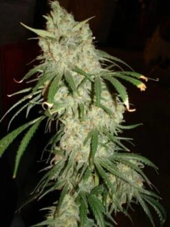 BC Mango - 12PACK - Regular - BC Bud Depot 10 BC Mango - 12PACK - Regular - BC Bud Depot -Uitgelichte Plantenzaadwinkel bc bud depot mango 3