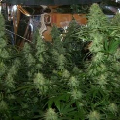 BC Mango - 12PACK - Regular - BC Bud Depot 12 BC Mango - 12PACK - Regular - BC Bud Depot -Uitgelichte Plantenzaadwinkel bc mango 3 bc bud depot