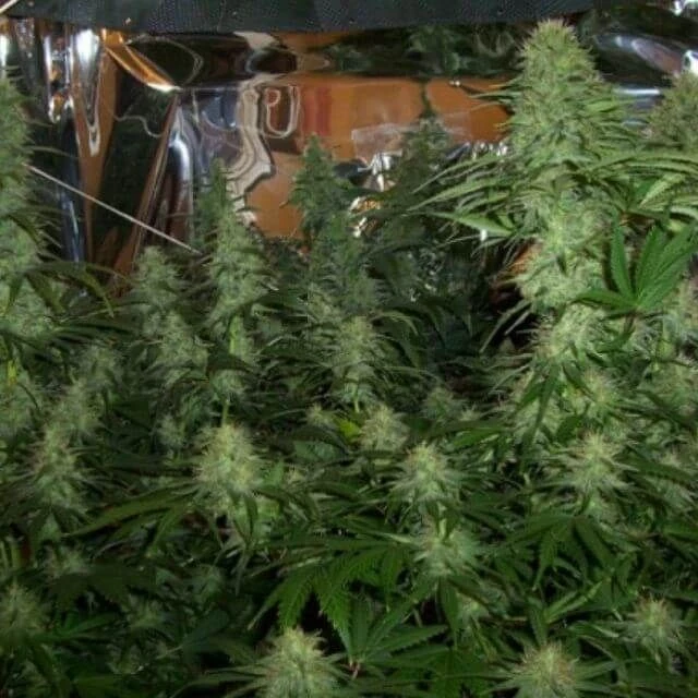 BC Mango - 12PACK - Regular - BC Bud Depot 7 BC Mango - 12PACK - Regular - BC Bud Depot - Afbeelding 5