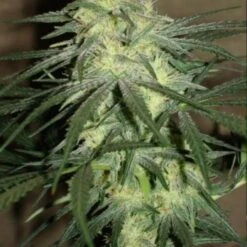 BC Mango - 12PACK - Regular - BC Bud Depot 13 BC Mango - 12PACK - Regular - BC Bud Depot -Uitgelichte Plantenzaadwinkel bc mango bc bud depot