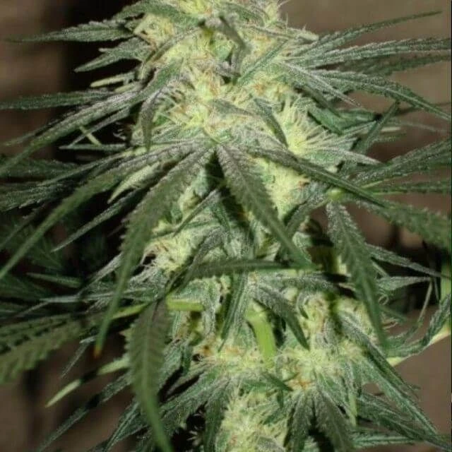 BC Mango - 12PACK - Regular - BC Bud Depot 8 BC Mango - 12PACK - Regular - BC Bud Depot - Afbeelding 6