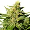 BCN Diesel CBD - 5-pack - Feminised - Kannabia Seeds -Uitgelichte Plantenzaadwinkel bcn diesel cbd product image 11