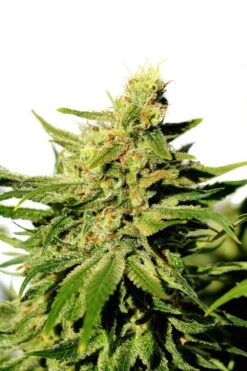BCN Diesel CBD - 5-pack - Feminised - Kannabia Seeds