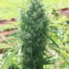 Moroccan Beldia Kif - 5PACK - Feminised - ACE Seeds