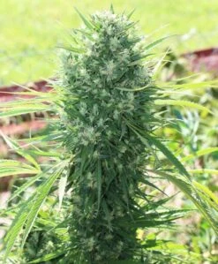 Moroccan Beldia Kif - 5PACK - Feminised - ACE Seeds
