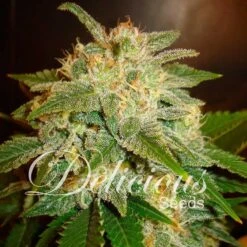 La Bella Afrodita Auto - 5-pack - Feminised - Delicious Seeds