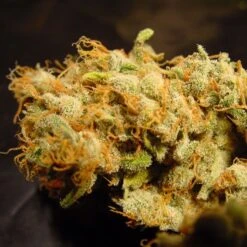 Belladonna - Feminised - Paradise Seeds