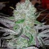 Best Friend OG - 6PACK - Regular - Jinxproof Genetics -Uitgelichte Plantenzaadwinkel best friend og jinxproof genetics amsterdam