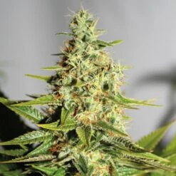Acapulco Gold - Feminised - Barney's Farm