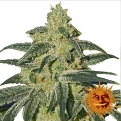 Afghan Hash Plant - Regular - Barney's Farm