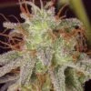 Amnesia Lemon - Feminised - Barney's Farm -Uitgelichte Plantenzaadwinkel bf amnesia lemon