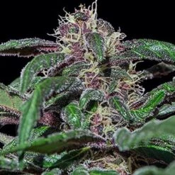 Ayahuasca Purple - 5-pack - Feminised - Barney's Farm