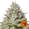 Blue Gelato 41 - 5PACK - Feminised - Barney's Farm -Uitgelichte Plantenzaadwinkel bf blue gelato 41