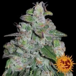 Blueberry OG - 5PACK - Feminised - Barney's Farm -Uitgelichte Plantenzaadwinkel bf blueberry og 1