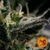 Blueberry OG - 5PACK - Feminised - Barney's Farm -Uitgelichte Plantenzaadwinkel bf blueberry og 2 1