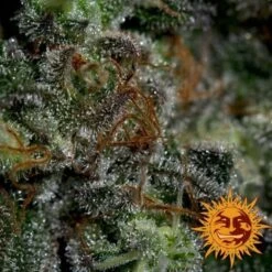 Blueberry OG - 5PACK - Feminised - Barney's Farm -Uitgelichte Plantenzaadwinkel bf blueberry og 3 1