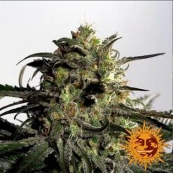 Blueberry OG - 5PACK - Feminised - Barney's Farm -Uitgelichte Plantenzaadwinkel bf blueberry og 4 1