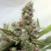 CBD Blue Shark - Feminised - Barney's Farm -Uitgelichte Plantenzaadwinkel bf cbd blue shark