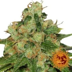 CBD Caramel - 10PACK - Regular - Barney's Farm