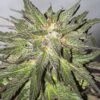 CBD Critical Cure - Feminised - Barney's Farm 1 CBD Critical Cure - Feminised - Barney's Farm -Uitgelichte Plantenzaadwinkel bf cbd critical cure