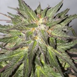 CBD Critical Cure - Feminised - Barney's Farm -Uitgelichte Plantenzaadwinkel bf cbd critical cure 1