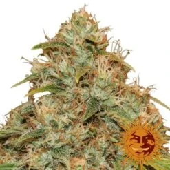 CBD Lemon Potion Auto - Feminised - Barney's Farm -Uitgelichte Plantenzaadwinkel bf cbd lemon potion auto