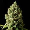 Critical Kush - 10PACK - Regular - Barney's Farm -Uitgelichte Plantenzaadwinkel bf critical kush