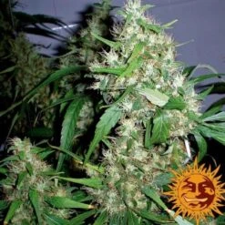 Critical Kush Auto - Feminised - Barney's Farm -Uitgelichte Plantenzaadwinkel bf critical kush auto 3