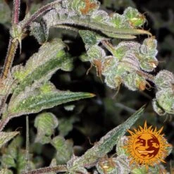 Dr Grinspoon - 5PACK - Feminised - Barney's Farm -Uitgelichte Plantenzaadwinkel bf dr grinspoon2