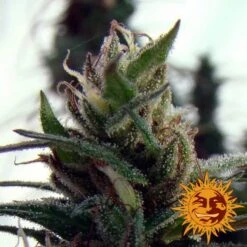 Dr Grinspoon - 5PACK - Feminised - Barney's Farm -Uitgelichte Plantenzaadwinkel bf dr grinspoon4