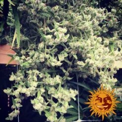 Dr Grinspoon - 5PACK - Feminised - Barney's Farm -Uitgelichte Plantenzaadwinkel bf dr.grinspoon3