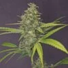 G13 Haze - Feminised - Barney's Farm 2 G13 Haze - Feminised - Barney's Farm -Uitgelichte Plantenzaadwinkel bf g13 haze