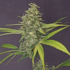 G13 Haze - Feminised - Barney's Farm