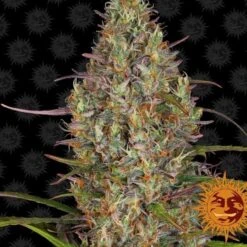 Glue Gelato Auto - Feminised - Barney's Farm