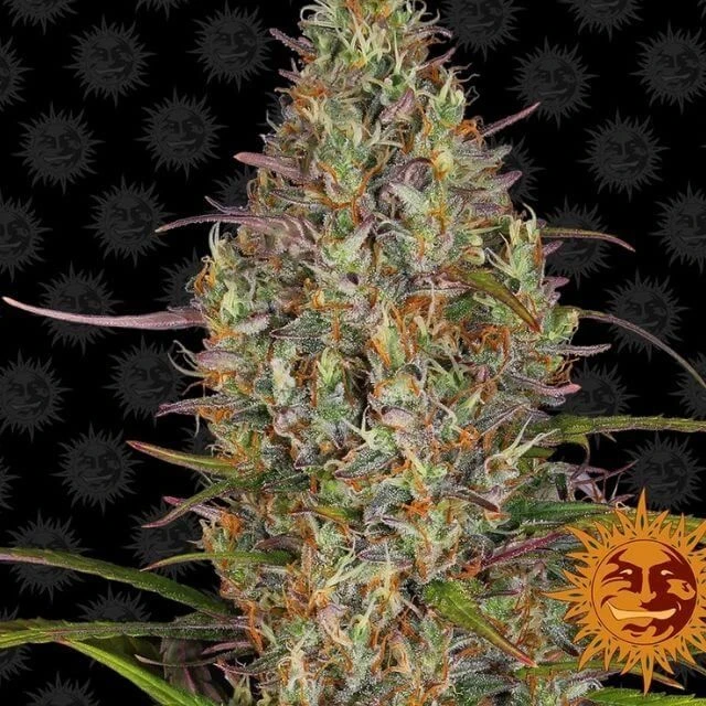 Glue Gelato Auto - Feminised - Barney's Farm 3 Glue Gelato Auto - Feminised - Barney's Farm