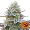 Gorilla Zkittlez - 5pack - Feminised - Barney's Farm -Uitgelichte Plantenzaadwinkel bf gorilla zkittlez