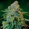 Liberty Haze - Feminised - Barney's Farm -Uitgelichte Plantenzaadwinkel bf liberty haze