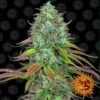 LSD Auto - Feminised - Barney's Farm -Uitgelichte Plantenzaadwinkel bf lsd auto